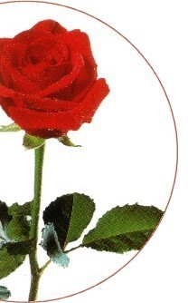 Rose Paar
