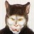 Katze